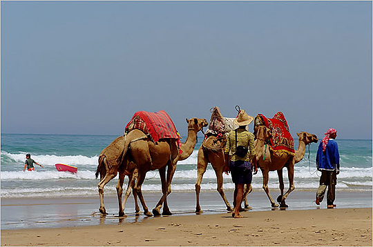 Camel train