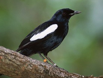 tajdrug-Seychelles-bird